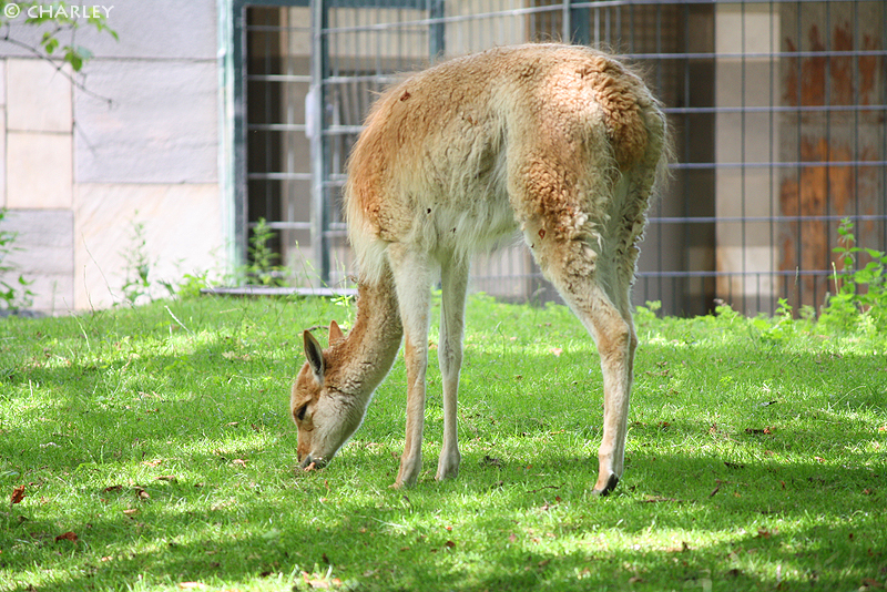 zoo-berlin2010 (103).jpg